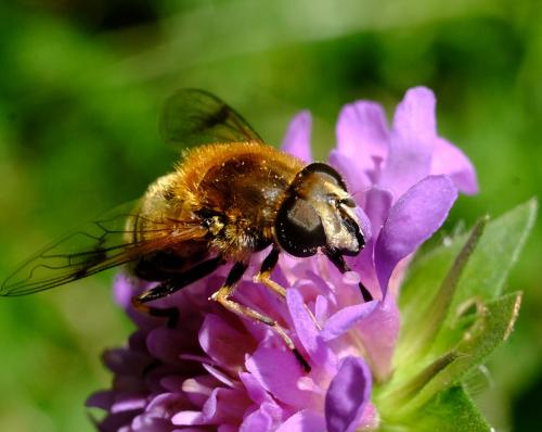 Eristalis jugorum